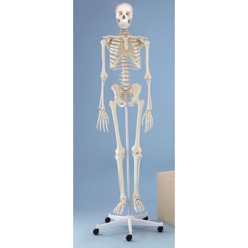 Didactic Model Skeleton Oscar Health And Care